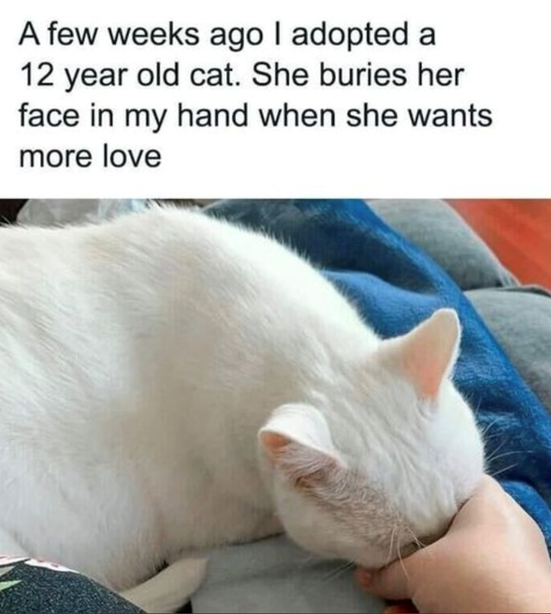 A few weeks ago I adopted a 12 year old cat. She buries her face in my hand when she wants more love