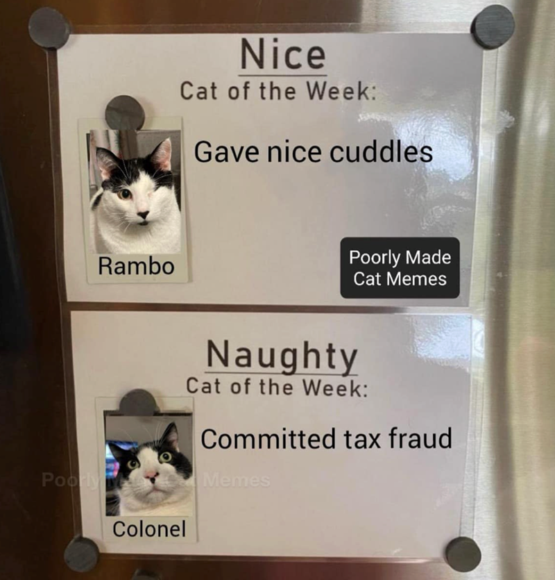 Poorly Rambo Nice Cat of the Week: Gave nice cuddles Poorly Made Cat Memes Colonel Naughty Cat of the Week: Committed tax fraud Memes