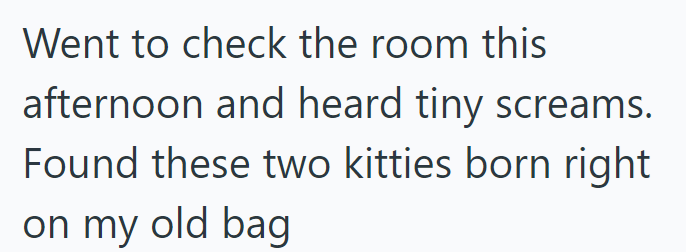 Went to check the room this afternoon and heard tiny screams. Found these two kitties born right on my old bag