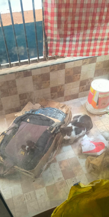 Cheezburger Image 10617630208