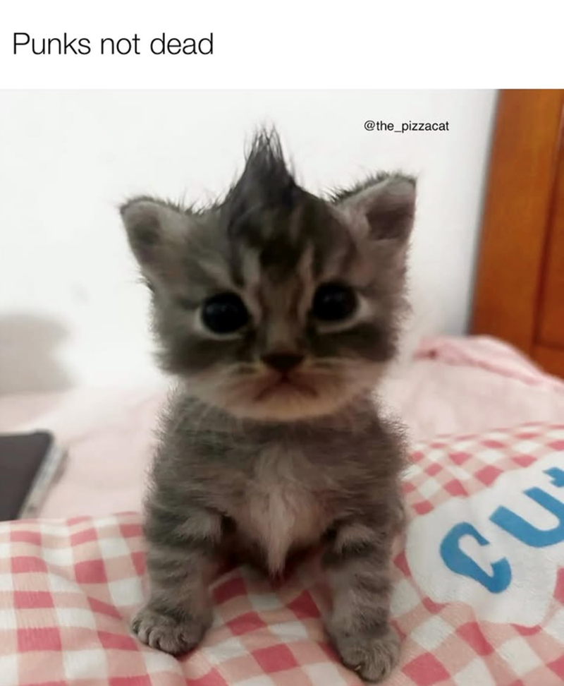 Punks not dead @the_pizzacat ถึง C