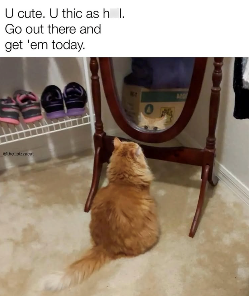 U cute. U thic as h_l. Go out there and get 'em today. @the_pizzacat A201