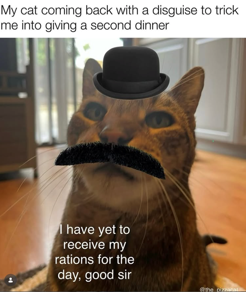 My cat coming back with a disguise to trick me into giving a second dinner I have yet to receive my rations for the day, good sir @the pizzacat