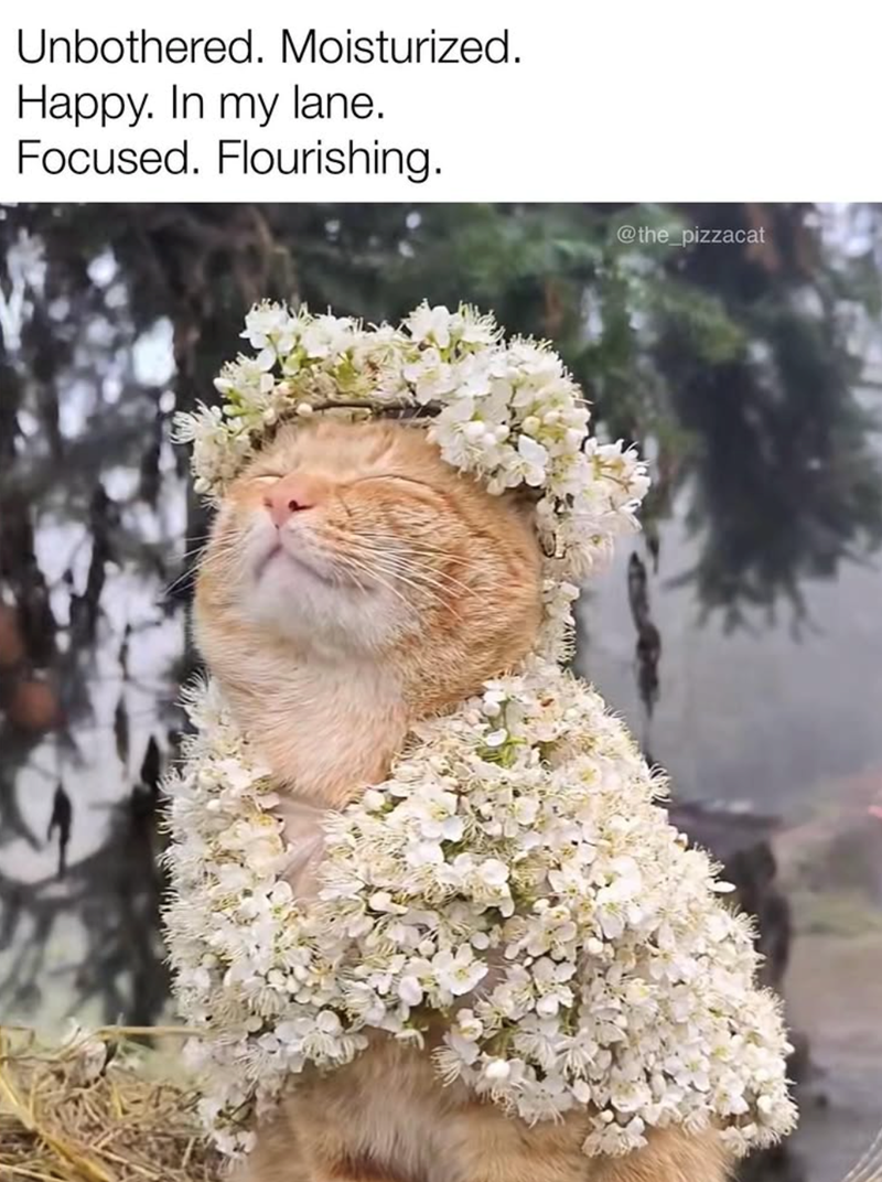 Unbothered. Moisturized. Happy. In my lane. Focused. Flourishing. @the_pizzacat