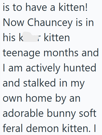 is to have a kitten! Now Chauncey is in his kr kitten teenage months and I am actively hunted and stalked in my own home by an adorable bunny soft feral demon kitten. I