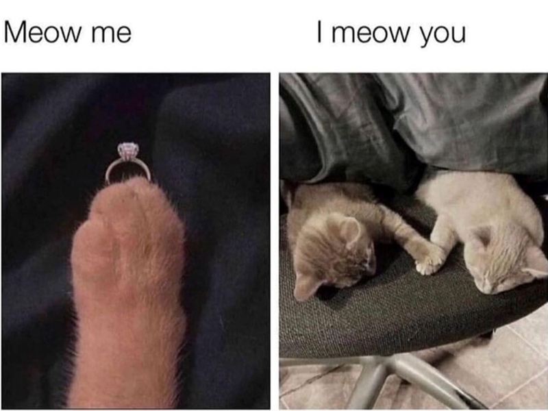Meow me I meow you