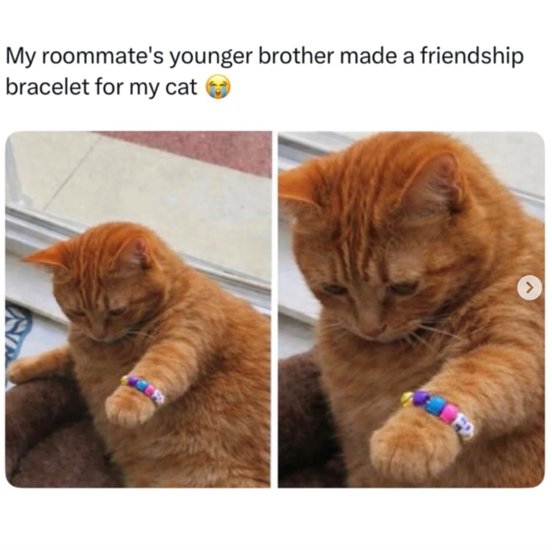 My roommate's younger brother made a friendship bracelet for my cat FD >