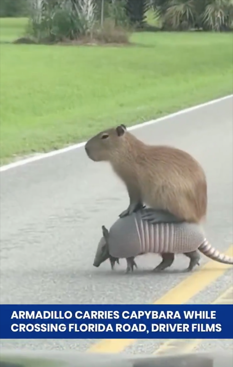 ARMADILLO CARRIES CAPYBARA WHILE CROSSING FLORIDA ROAD, DRIVER FILMS