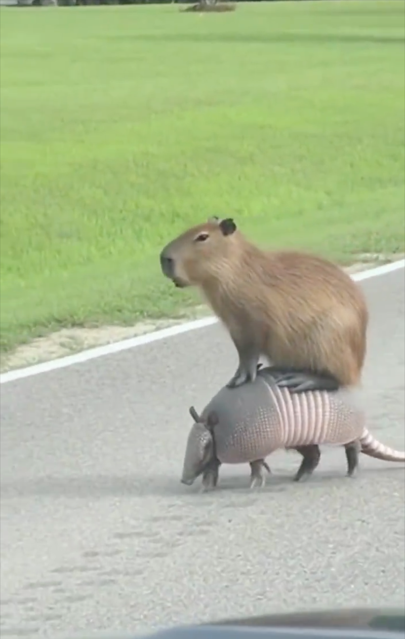 Cheezburger Image 10617642240