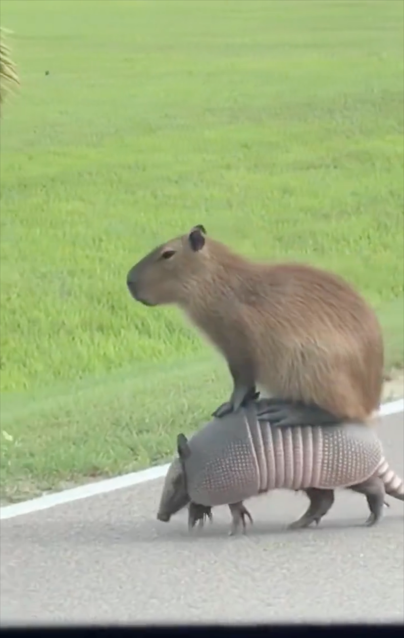 Cheezburger Image 10617642496