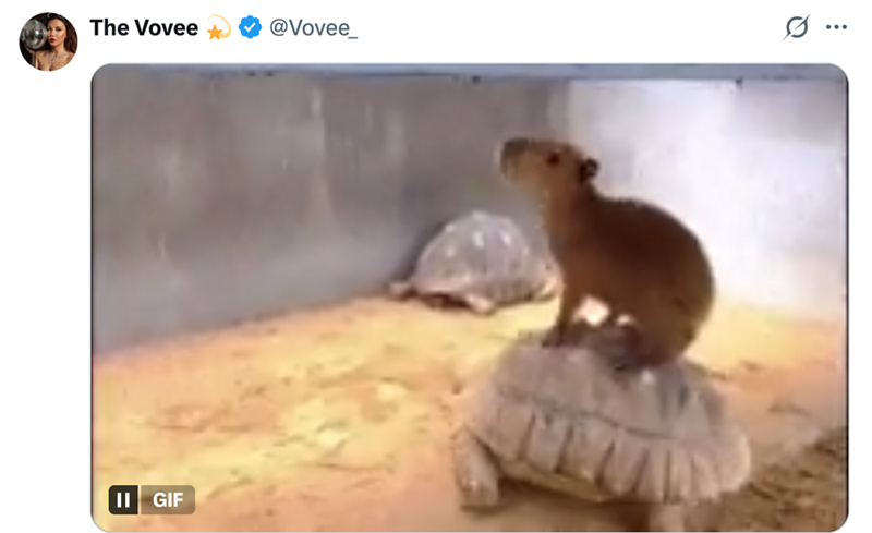 The Vovee @Vovee_ ... II GIF