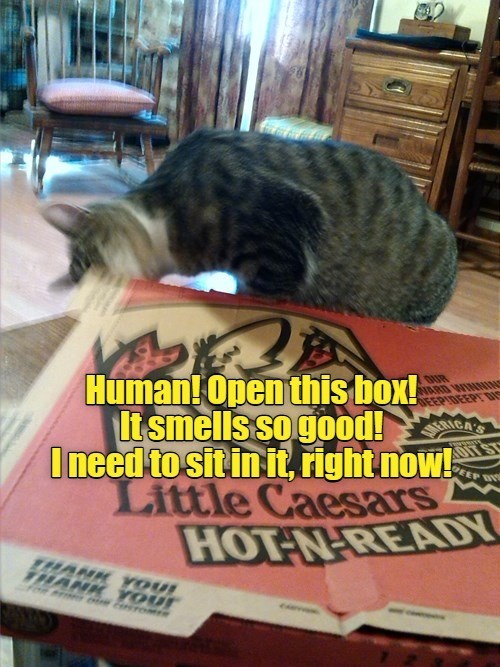 Cheezburger Image 10617645312