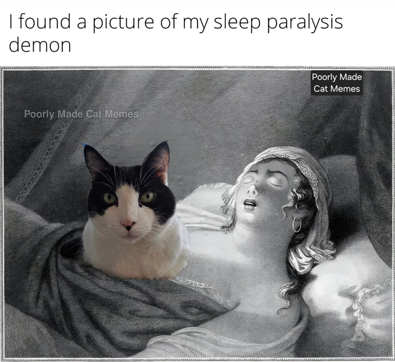 I found a picture of my sleep paralysis demon Poorly Made Cat Memes Poorly Made Cat Memes