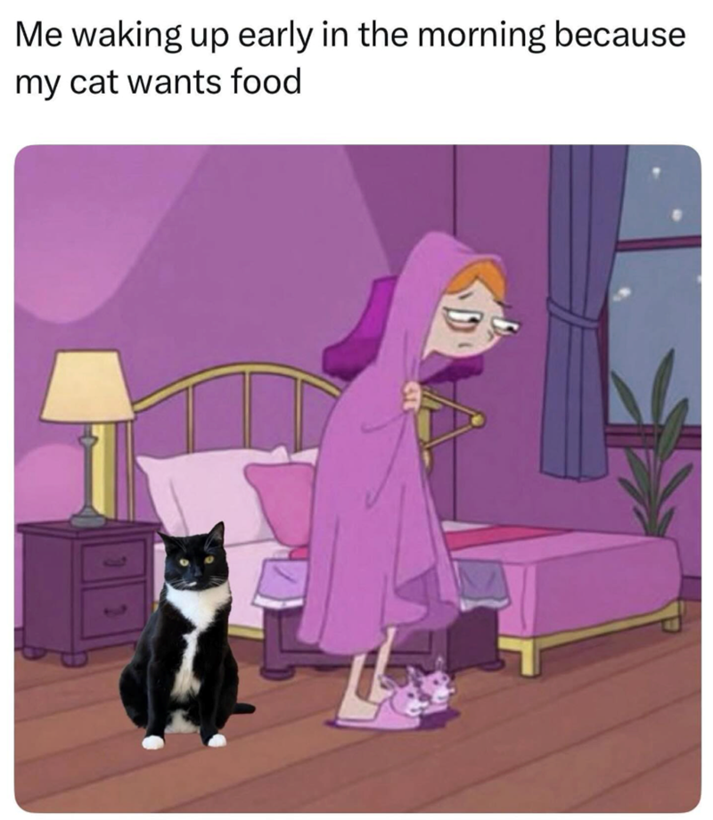 Me waking up early in the morning because my cat wants food