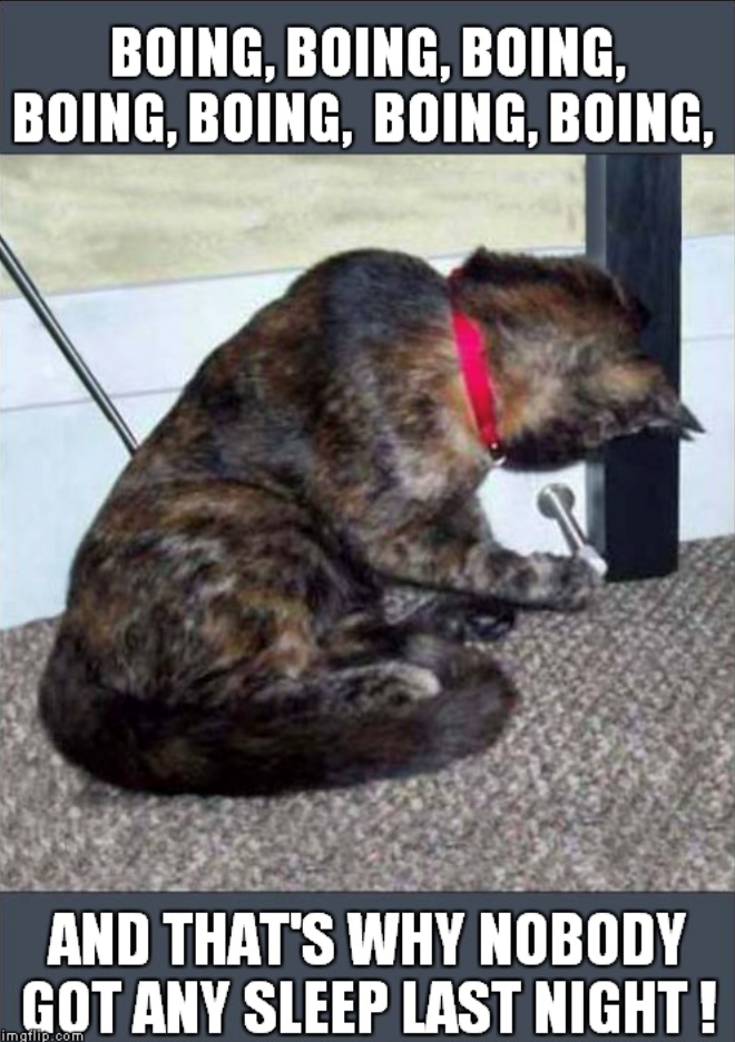 BOING, BOING, BOING, BOING, BOING, BOING, BOING, AND THAT'S WHY NOBODY GOT ANY SLEEP LAST NIGHT! imgflip.com