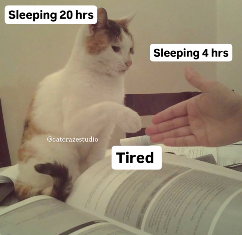 Sleeping 20 hrs Sleeping 4 hrs @catcrazestudio Tired