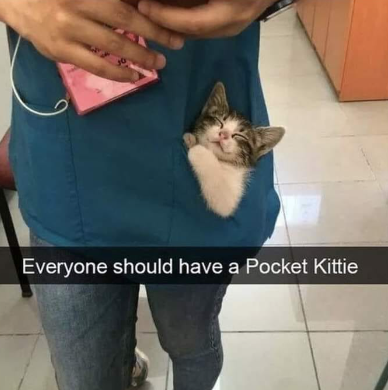 Everyone should have a Pocket Kittie