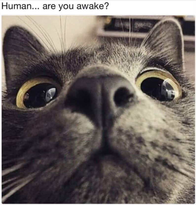Human... are you awake?