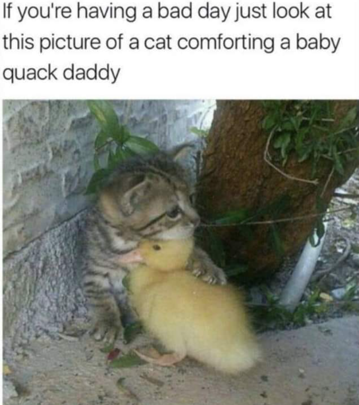 If you're having a bad day just look at this picture of a cat comforting a baby quack daddy