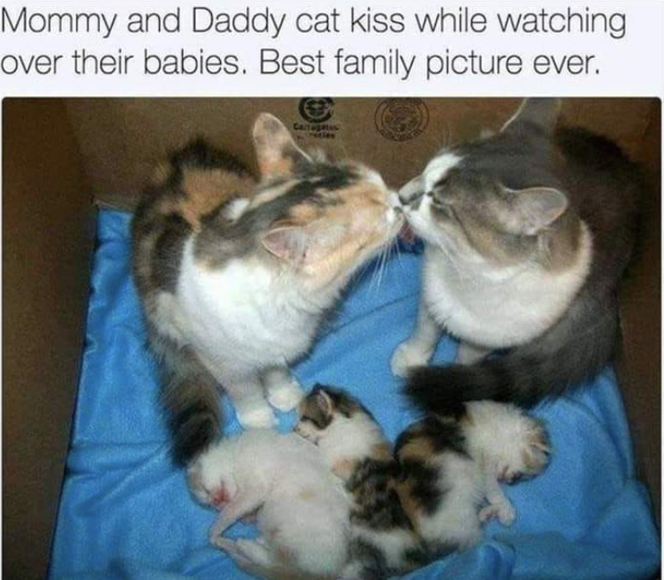 Mommy and Daddy cat kiss while watching over their babies. Best family picture ever.