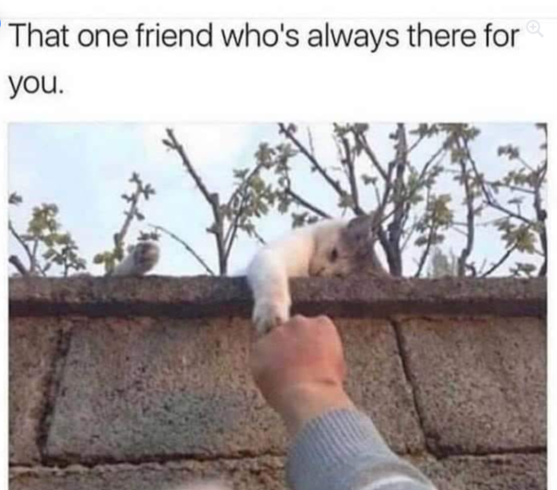 That one friend who's always there for you.