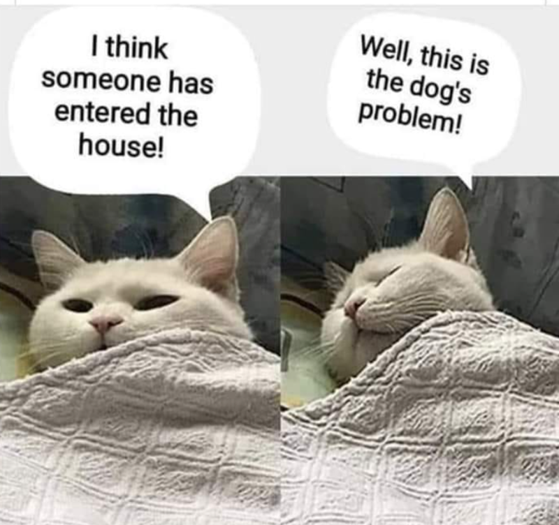 I think someone has entered the house! Well, this is the dog's problem!