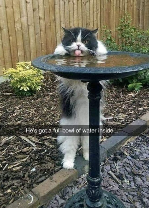He's got a full bowl of water inside.
