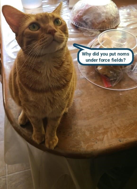 Cheezburger Image 10617666560