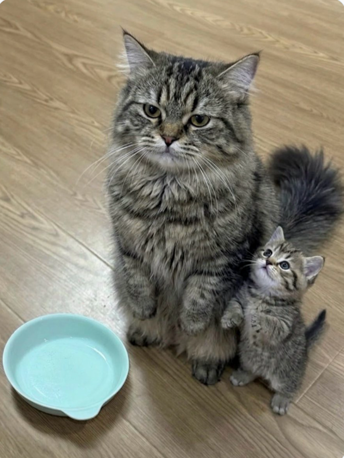 Cheezburger Image 10617667584