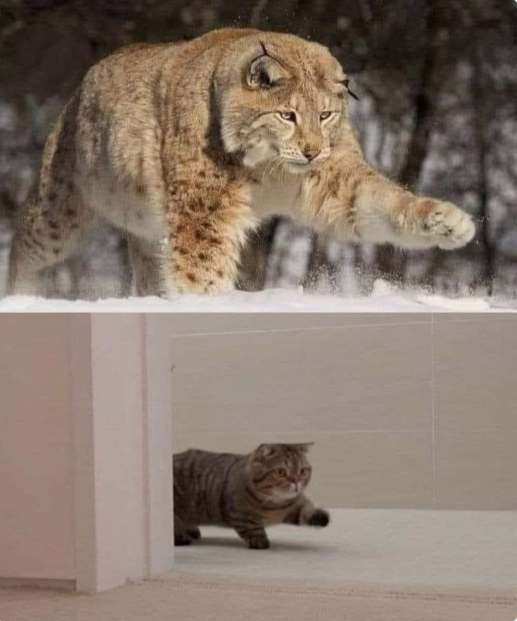 Cheezburger Image 10617668352