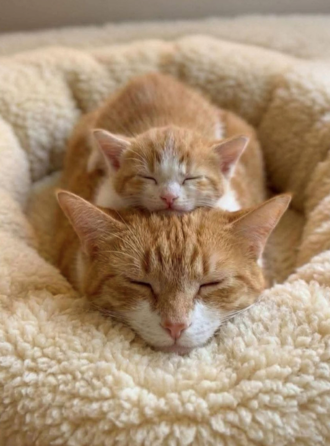 Cheezburger Image 10617669120