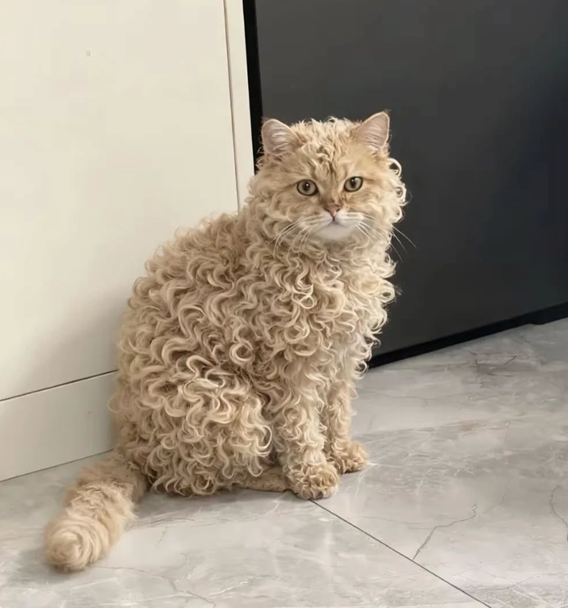 Cheezburger Image 10617669376