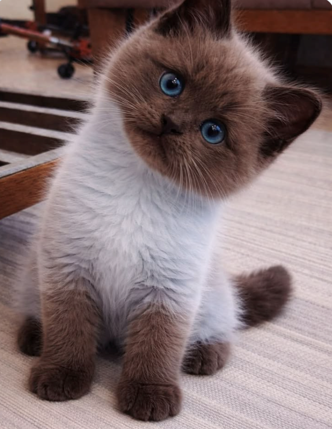 Cheezburger Image 10617669632