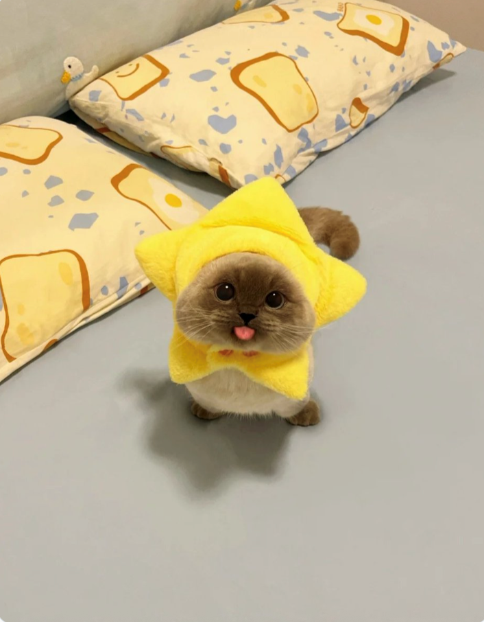 Cheezburger Image 10617671168