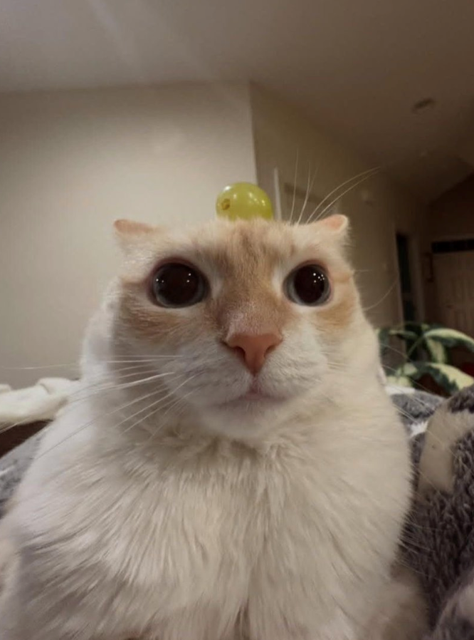 Cheezburger Image 10617671680