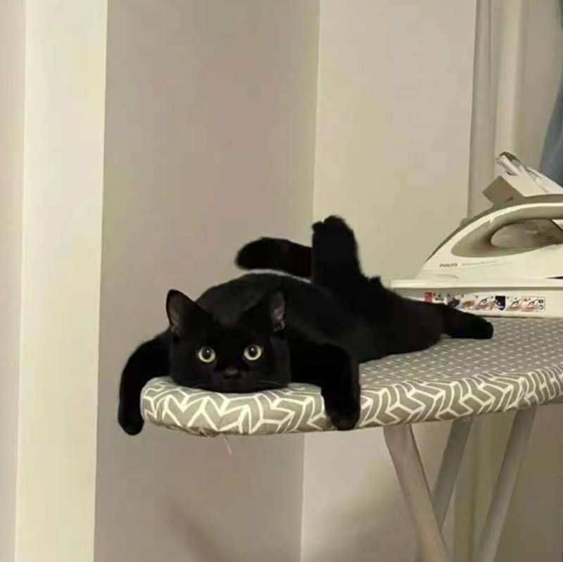 Cheezburger Image 10617671936