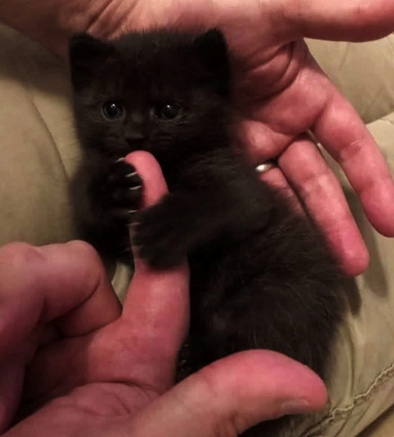 Cheezburger Image 10617672192