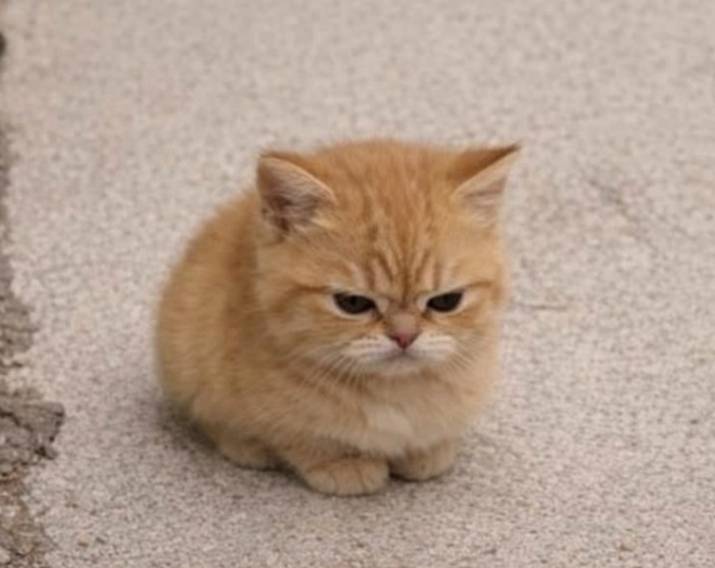 Cheezburger Image 10617672448