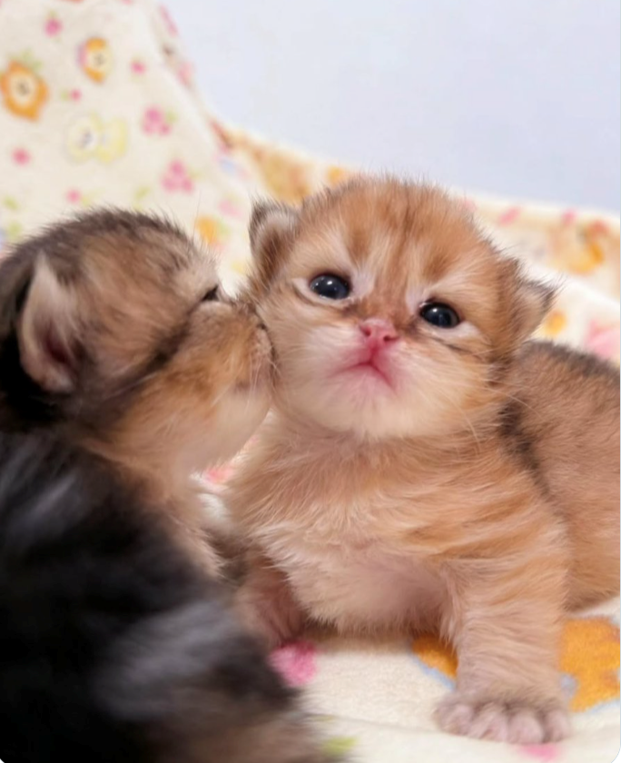 Cheezburger Image 10617672960