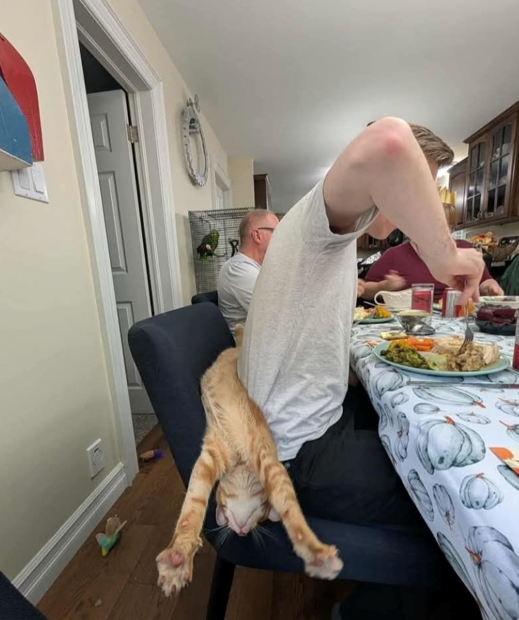 Cheezburger Image 10617673216