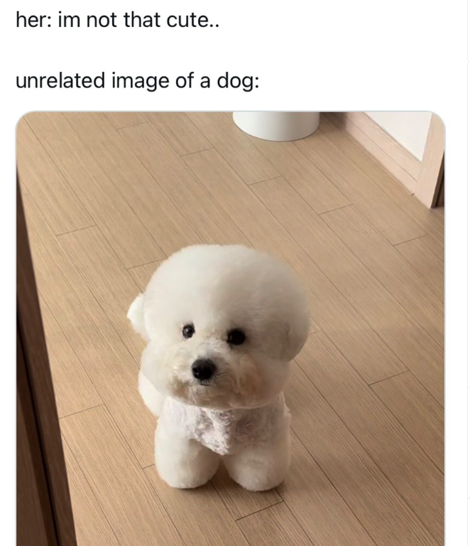 her: im not that cute.. unrelated image of a dog: