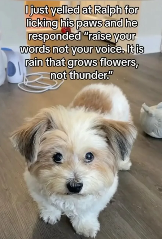 I just yelled at Ralph for licking his paws and he responded "raise your words not your voice. It is rain that grows flowers, not thunder."