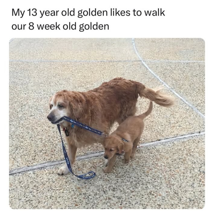 My 13 year old golden likes to walk our 8 week old golden
