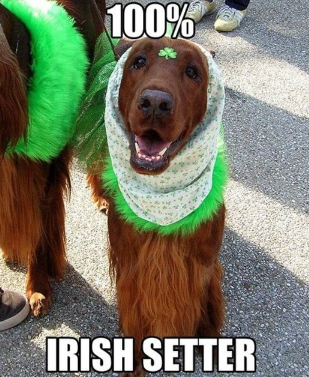 100% IRISH SETTER