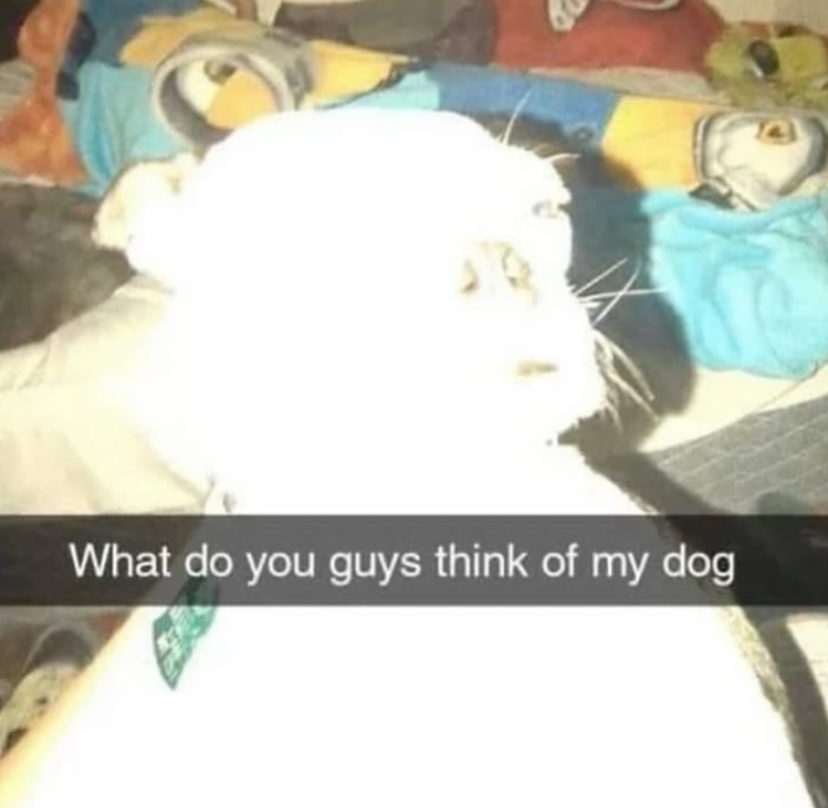 What do you guys think of my dog