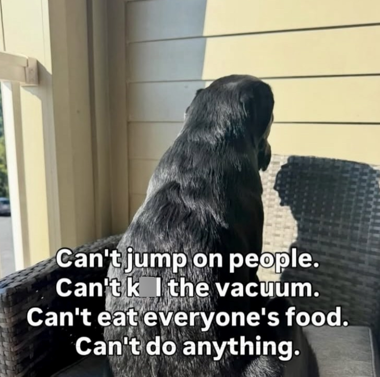 Can't jump on people. Can't k I the vacuum. Can't eat everyone's food. Can't do anything.