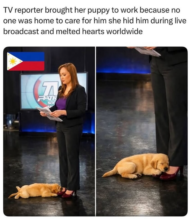 TV reporter brought her puppy to work because no one was home to care for him she hid him during live broadcast and melted hearts worldwide JA FATK SO