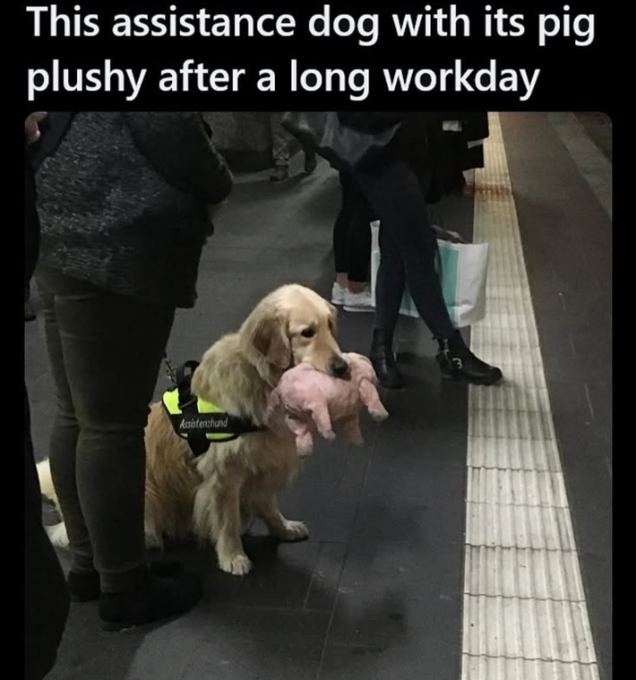 This assistance dog with its pig plushy after a long workday Assistenzhund