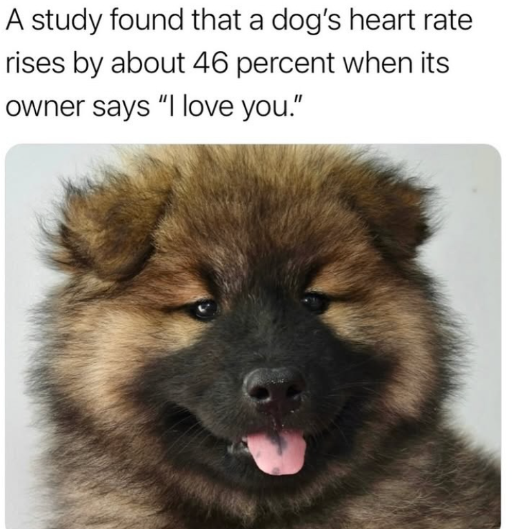 A study found that a dog's heart rate rises by about 46 percent when its owner says "I love you."