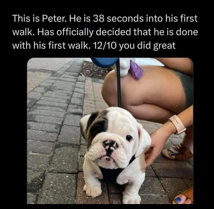 This is Peter. He is 38 seconds into his first walk. Has officially decided that he is done with his first walk. 12/10 you did great